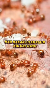 BACUYA Aromatic Spray Pencegah Pengusir Semut Datang Kembali Rumah Aman dan Nyaman
