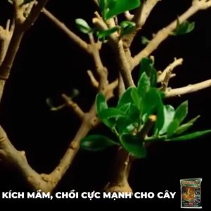 Phân vi sinh tăng trưởng phân hữu cơ Vua bật chồi hỗ trợ ra chồi mới phát triển cây trồng set 5 gói