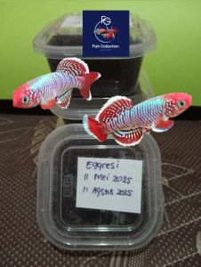 TELUR KILLIFISH EGGRESI SIAP DI TETESKAN ISI 50