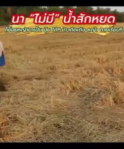 \*\* รับประกันแท้ 10 ดาว ไบโอ 10 DAO BIO (ชุด 2 ซอง) สูตรเข้มข้น สายพันธุ์ใหม่ ราคาที่สะดวกนับคุณ