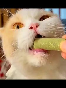 Cat Grass Teeth Grinding Stick Pet Snacks Hairball Removal Mild Hair Row Ready To Eat Cat Baby Cat Teeth Cleaning Sticks