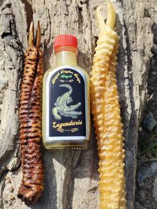 Minyak Tangkur Buaya Original HQ