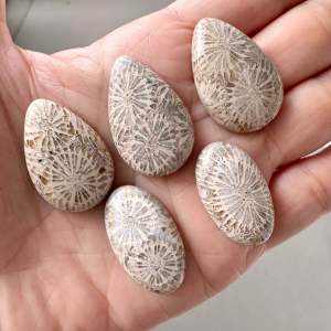 ❤️❤️Fossil Coral Stones Cabochon in Mix Shapes 5 pcs ❤️❤️