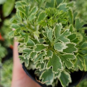 เล็บครุฑด่าง พร้อมกระถาง 3 นิ้ว *แถมกาบมะพร้าว* ต้นไม้มงคล ต้นไม้จิ๋ว ช่วยคุ้มครอง ปกปักรักษา ป้องกันอันตราย ต้นไม้ประดับ ปลูกในร่ม