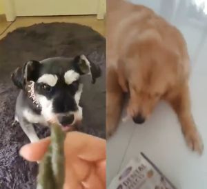 7 Dental Effects 160g Dog Dental Chew Dog Bone Chew Dog Treats Dog Snacks Dog Treat Snack Dog Snack Food 狗狗磨牙棒 狗狗零食