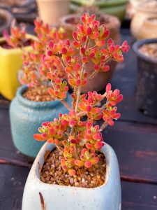 Succulent seeds succulent plant mixed seeds seasonal planting indoor tabletop potted plant 多肉种子