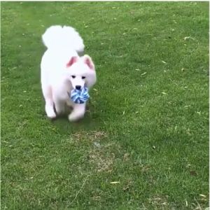 3-18pcs Pet Dog Cleaning Molar Chewing Ball Of Cotton Rope Assembled Toys