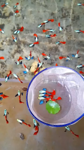 ❤️🤍 Dumbo Platinum Red Tail Guppy – Premium Fancy Guppy Fish 🤍❤️