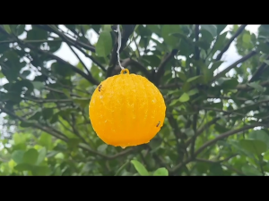 10pcs ลูกบอลผลไม้แมลงวันควบคุมศัตรูพืชเหนียวกับดักเหนียว 8 ซม