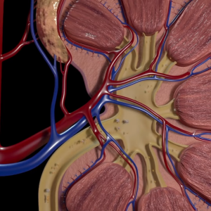 Obat Herbal Batu Empedu Ampuh VELLARE BHARATA - Obat Pengancur Batu Ginjal Obat Kencing Batu Alami