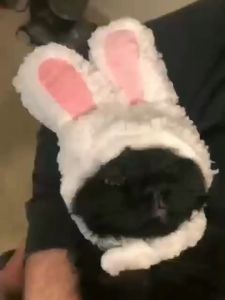 Mũ nón cho Chó Mèo nhiều hình dáng dễ thương (Mẫu mới) - Hara Pet Store