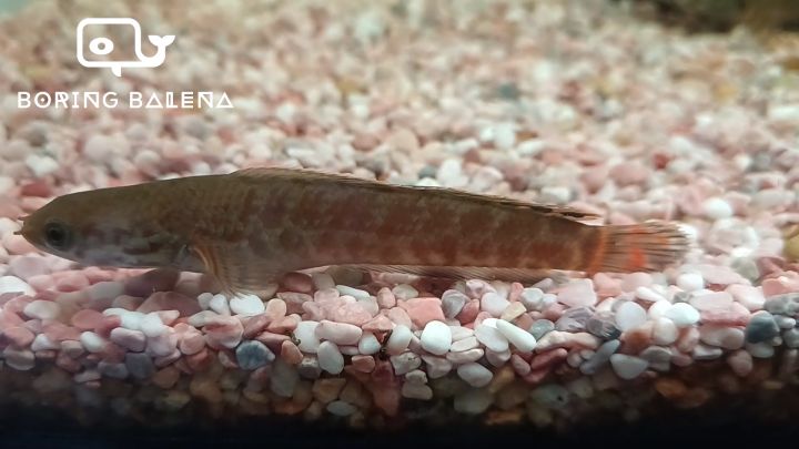 BRBN Rainbow Snakehead - Channa Bleheri - Channa - Snakehead - Ikan ...