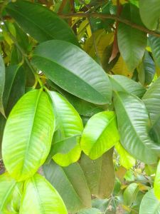 Herbap Alami 100 Lembar Daun Manggis Segar Untuk penu4un Hipertensi Alami