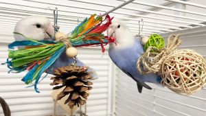 🇸🇬 Bird Chewing Toy and Cage Bite Toys Parrot Grinding Beak