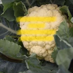 Benih Bunga Kol LARISSA F1 Isi 50 Butir Cap Panah Merah