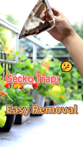1-Pack Gecko Trap 1 Large Sheet Divisible into 3 Small Sheets Non-Toxic Gecko Catcher for Home Kitchen Bathroom - Effective Pest Control
