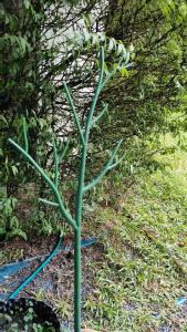 เสาหลัก ค้ำต้นไม้สำหรับไม้เลื้อย 1 เมตร - เสาค้ำต้นไม้