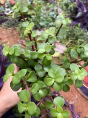 Echeveria 'Claudia' Rose Succulent 克罗地亚玫瑰多肉植物| Lazada
