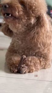 Cemilan Pembersih Gigi Anjing - Snack Sehat Pembersih Gigi Hewan - Dental Stick Single Cleaning Teeth - Makanan Gigit Gigi Anjing Kucing - Dog Treats