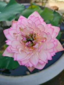 Random Big Size Lotus Tuber Fresh Harvest From Home garden