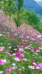 hạt giống hoa sao nhái - cánh bướm mix màu(300 hạt)nãy mầm đềugieo trồng quanh năm