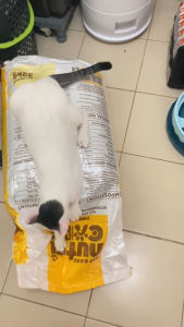 20kg Nutricare All Breed Cat Cats Dry Food All Stages Adult Kitten Pet Good Skin Coat Quality