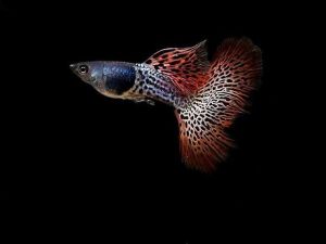 GUPPY METAL RED LACE PAIR