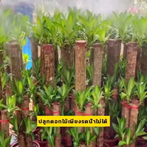 ✨เตรียมจัดส่ง✨ น้ำยาเร่งราก สารเร่งรากไม้ดอก ไม้ใบ กุหลาบ และต้นไม้ทุกชนิด เหมาะ กับพืชทุกชนิด