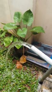 Pompa Air Sumur Satelit Sibel pump pompa submersible DC 12V Pompa Tanam sumur 30m pompa sibel 3 inch Dorong 30 Meter