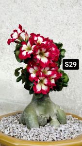 Mini Adenium Obesum Bonsai ID S29 迷你富贵花