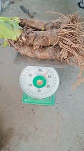 combo 5 củ bạc hà núi 30cm trồng cảnh