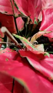 【4 X 5Litre】GRED A CUKA KAYU ASLI 100%ORGANIC/POKOK BAJA/Bunga Fertilizer/ Cili Fertilizer BAJA/Durian Fertilizer BAJA