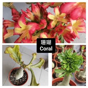 Adenium Obesum Bonsai ID Coral 珊瑚 富贵花