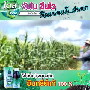 ส่งไว!! โดสฟาส1ขวด Dose Fast โดสสารจับใบ เพิ่มประสิทธิภาพการจับใบ ยึดติดเหนียวแน่นไม่กลัวฝน