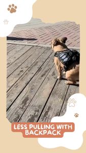 ✅[SG] SADDLE NO-PULL DOG BACKPACK CARRIER ★ Great for Workout ★ SG Stock ★ Kopi Lobang ★ For Dog Cat