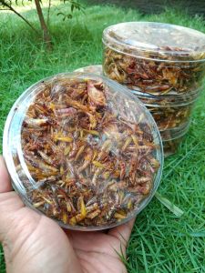 walang goreng/belalang goreng/pedes gurih berat 110 gram