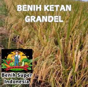 1 KG BENIH PADI KETAN PUTIH GRENDEL SUPER padi putih pulen