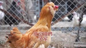 【店铺热门爆款】【鲜种蛋】北京油鸡种蛋受精蛋可孵化小鸡散养土鸡种蛋可孵化受精卵宫廷鸡蛋