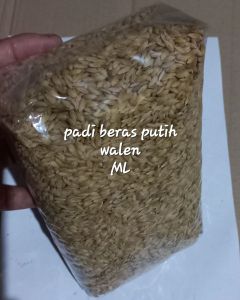 Jual benih padi berasputih pulen padi walen 1000 gram