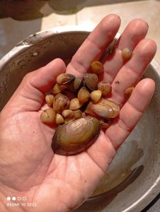 50 pcs Hiasan aquarium aquascape kerang remis penyaring kotoran