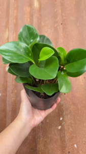 Cây Trường Sinh - Cây để bàn xinh xắn - Mang tài lộc!