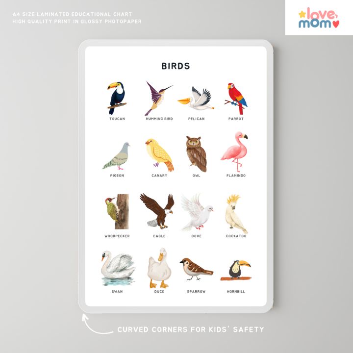 Minimalist Birds Educational Wall Chart Laminated A4 Size - Durable ...