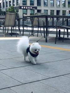 ROMPI HARNESS + TALI TUNTUN ROMPI KUCING ANJING MURAH TALI TUNTUN MURAH CAT DOG LEASH