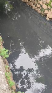 Jaws frog 3.5 cm umpancasting gabus