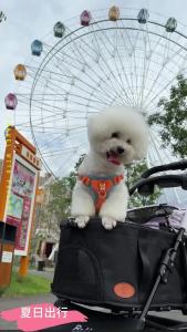 Bello Newest Pet stroller Detachable pet parm Lightweight Portable Small Cart Pusher For Dog Cat Bag Separation Carrier Cage Fordable Small Pet Trolley