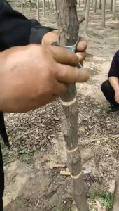 ⭐️【คลังสินค้าในพื้นที่+มีในสต็อก】⭐seaan แหวนรูปต้นไม้ผลไม้ปอกเปลือกปอกเครื่องมือตัดสแตนเลสเครื่องมือการปลูกถ่ายอวัยวะ