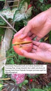 Bibit Apel Fuji Merah Cangkok Cepat Berbuah Super