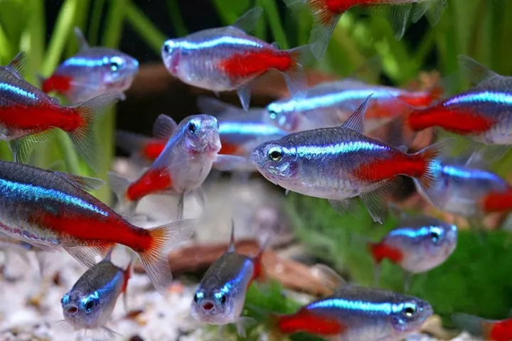 Neon%20Tetra%20Aquascape%20Fish%206pcs%20-%20Image%203