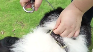 【1 for 1】3/6/9M Pet Leash Steel Dog Leash Dog Leash Heavy Duty Dog for Big Dog