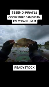 ESSEN BUTO ASLI X-PIRATES